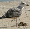 1cy argenteus in November, ringed in Belgium. (25637 bytes)